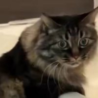 納得したような表情を浮かべる猫