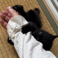 飼い主の腕に絡みつく子猫