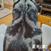 グレーと黒の猫の背中