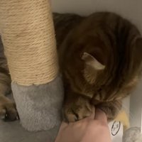 飼い主の手に顔を近づけている猫