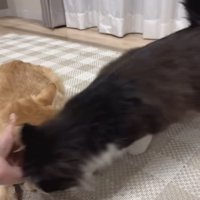 ママに撫でられる茶トラ猫に割り込むハチワレ猫