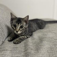カメラ目線の子猫