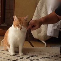 お父さんに撫でられるチャチャ君