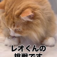 手にコインをのせた猫