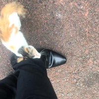 人の足にスリスリする猫
