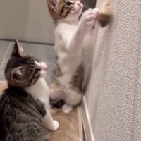 おもちゃで遊ぶ2匹の猫