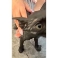 お風呂に入っている猫