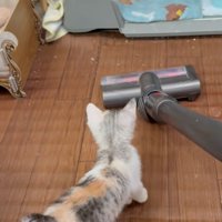 掃除機を見ている子猫