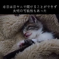 横になり眠る子猫