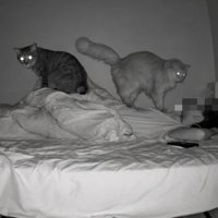 ベッドに横たわる人の上に乗る猫