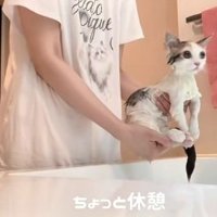 洗面台の上で抱えられているマンチカンの子猫