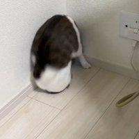再度前転する猫