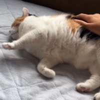 お腹をなでなで