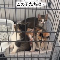 ケージの中にいる子猫たち