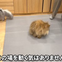 どかない猫