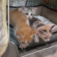 3匹の猫
