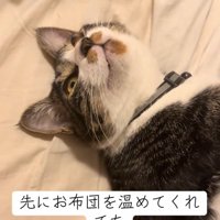 上を向く猫