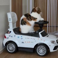 車と猫