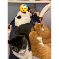 室内にいる猫