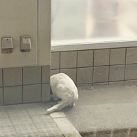 外でお父さんにもらったごはんを食べる白猫