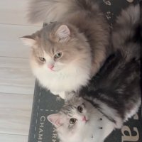 仲良くする2匹の猫