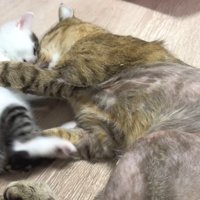 子猫（右）と成猫さん（左）