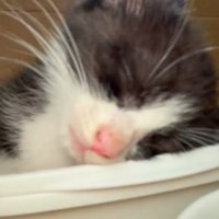 寝ている子猫
