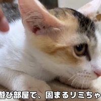 小さくなる子猫