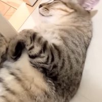 くつろぐ猫