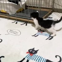 ケージ開放