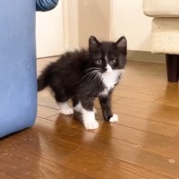 カメラ目線