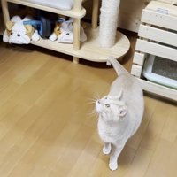 茶トラ猫ちゃん