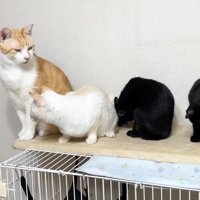 毛づくろい中の姉弟