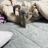 ベッドの上で鳴く子猫