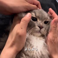トロンとした顔つきの猫