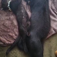 横に並んで眠る猫