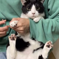 爪を切られているカメラ目線の猫