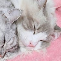 寝ている2匹の猫たちの顔