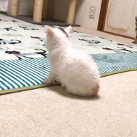 見つめるキジトラちゃん