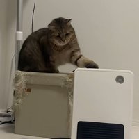 首をかしげて左手で猫パンチ