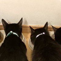 横に並んでごはんを食べる4匹の猫