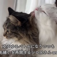 テロップ「ゆるゆるバトルに～」