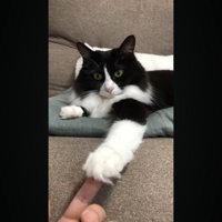 前足を下に