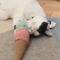 蹴りぐるみで遊んでいる猫