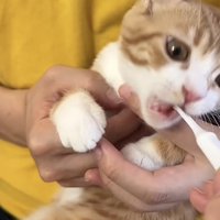 歯磨きをしている猫の写真1