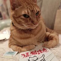 紙の前で香箱座りしている猫