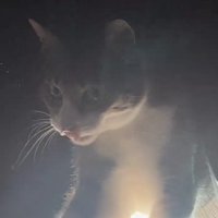 カーテンから出てくる猫