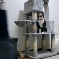 威嚇する姿