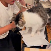 代表のノートの上に再び乗る猫