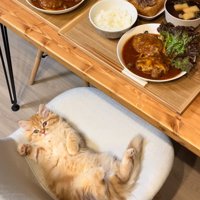 見つめる猫